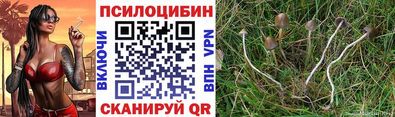 купить наркотики цена  Игра  Псилоцибиновые грибы Psilocybe 